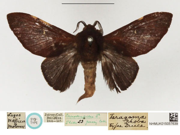 /filer/webapps/moths/media/images/C/choba_Taragama_STM_NHMUK.jpg