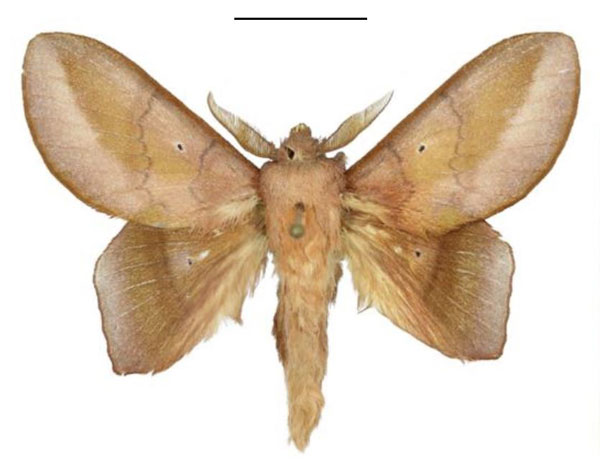 /filer/webapps/moths/media/images/C/chocolatina_Sonitha_AM_ANHRT.jpg