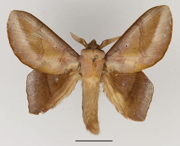 /filer/webapps/moths/media/images/C/chocolatina_Sonitha_AM_Basquin.jpg