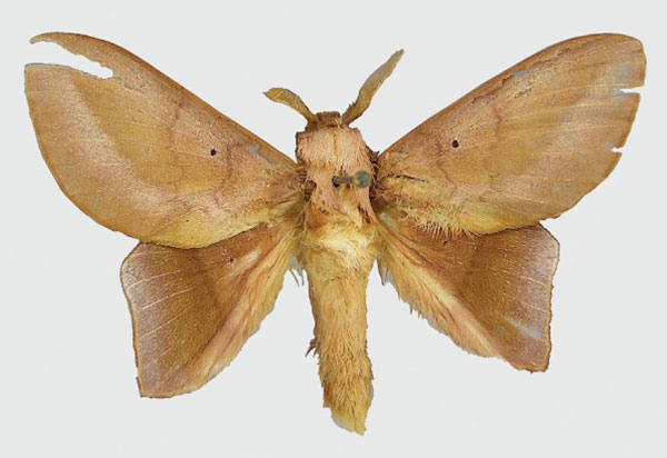 /filer/webapps/moths/media/images/C/chocolatina_Sonitha_HT_MNHN.jpg