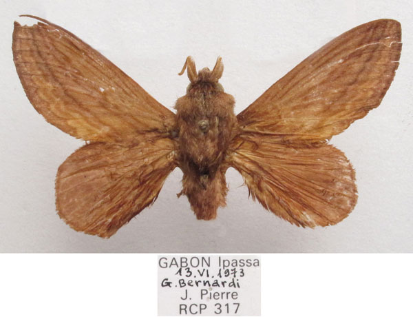 /filer/webapps/moths/media/images/C/choerocampoides_Cheligium_AM_MNHN.jpg