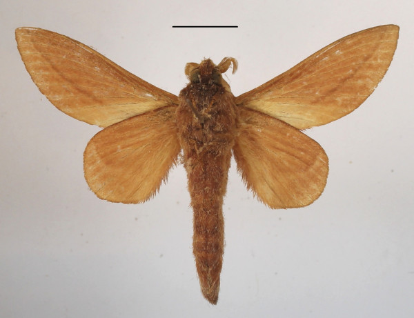 /filer/webapps/moths/media/images/C/choerocampoides_Cheligium_A_MGCLb_01.JPG