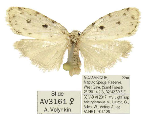 /filer/webapps/moths/media/images/C/chogoriae_Siccia_AF_ANHRT.jpg