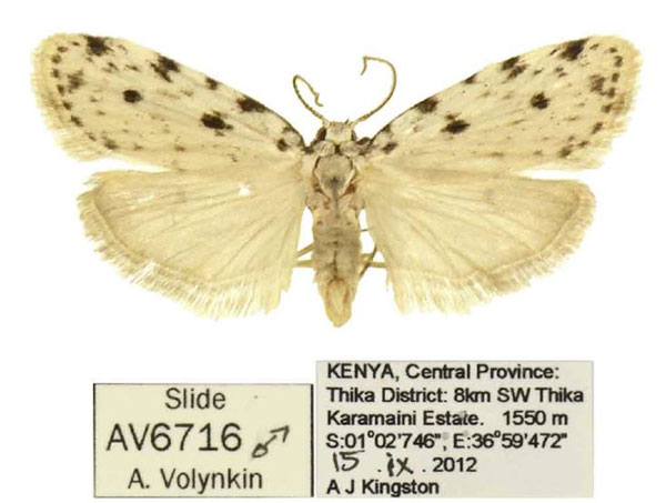 /filer/webapps/moths/media/images/C/chogoriae_Siccia_AM_ANHRT.jpg