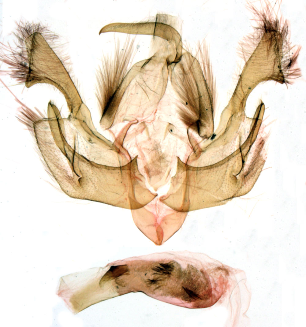 /filer/webapps/moths/media/images/C/chojnackii_Dorstiana_GMHT_MNHN_BL1281.jpg