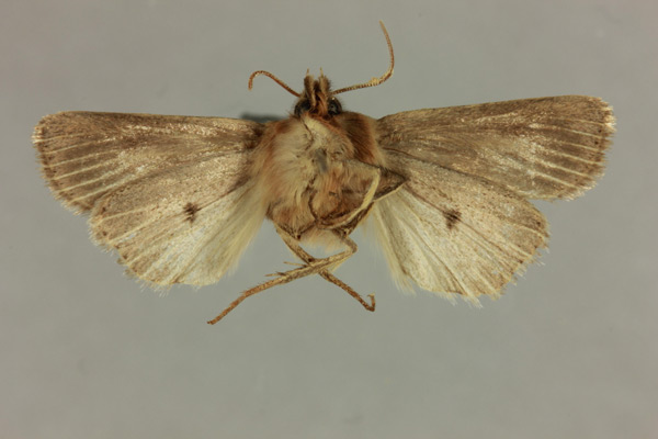 /filer/webapps/moths/media/images/C/chojnackii_Dorstiana_HT_MNHN_02.jpg