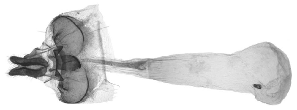 /filer/webapps/moths/media/images/C/chokeana_Thiopeia_GFPT_Trematerra.jpg