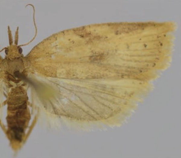 /filer/webapps/moths/media/images/C/chokeana_Thiopeia_PTF_Trematerra.jpg