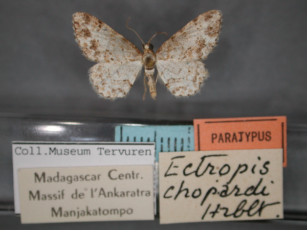 /filer/webapps/moths/media/images/C/chopardi_Ectropis_PT_RMCA_01.jpg