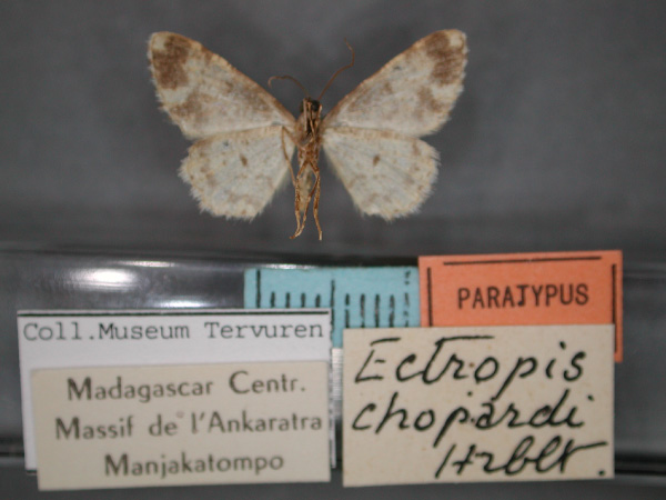 /filer/webapps/moths/media/images/C/chopardi_Ectropis_PT_RMCA_02.jpg