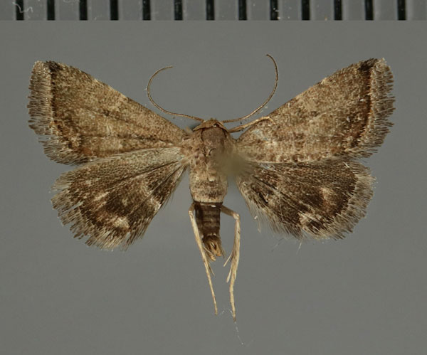 /filer/webapps/moths/media/images/C/chopardi_Eublemma_AM_Fiebig.jpg