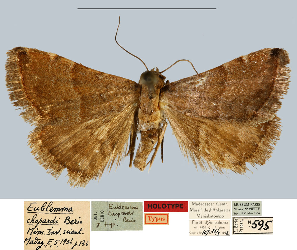 /filer/webapps/moths/media/images/C/chopardi_Eublemma_HT_MNHN.jpg