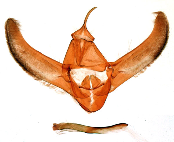 /filer/webapps/moths/media/images/C/chopardi_Rhodoneura_GMHT_MNHN_2898.jpg