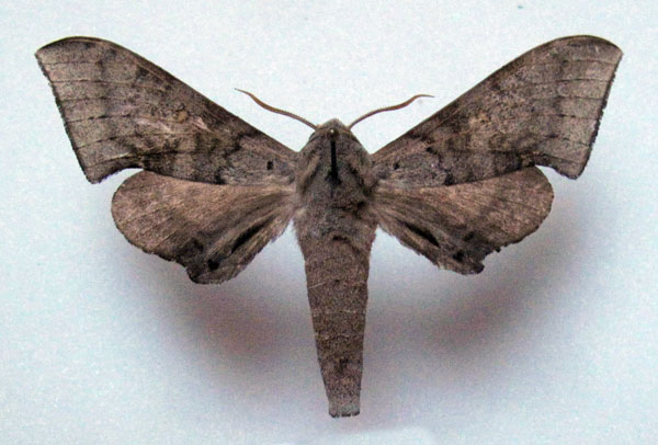 /filer/webapps/moths/media/images/C/choveti_Neopolyptychus_AM_Basquin_01a.jpg