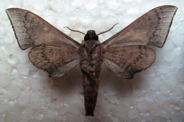 /filer/webapps/moths/media/images/C/choveti_Neopolyptychus_AM_Basquin_01b.jpg
