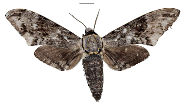 /filer/webapps/moths/media/images/C/chrismonika_Macropoliana_HT_EMEMa.jpg