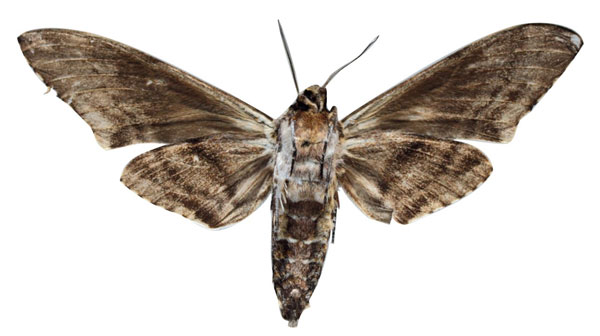 /filer/webapps/moths/media/images/C/chrismonika_Macropoliana_HT_EMEMb.jpg