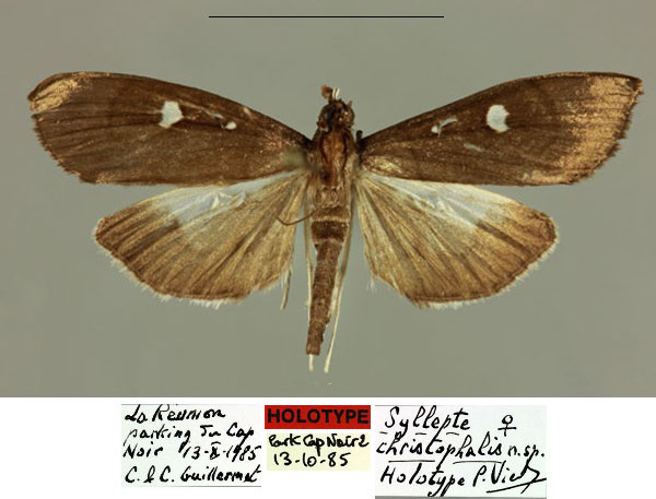 /filer/webapps/moths/media/images/C/christophalis_Syllepte_HT_MNHN_iclmeqt.jpg