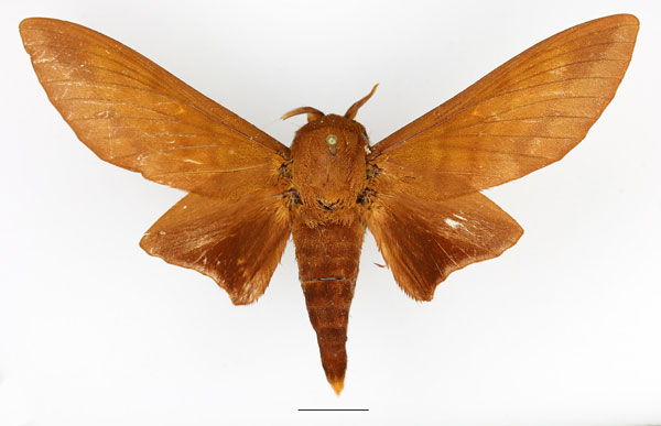 /filer/webapps/moths/media/images/C/christyi_Gonometa_AM_Basquin_02.jpg