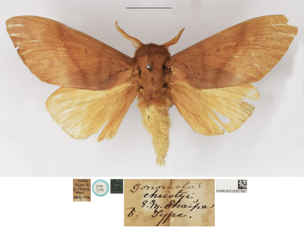 /filer/webapps/moths/media/images/C/christyi_Gonometa_STM_NHMUK.jpg