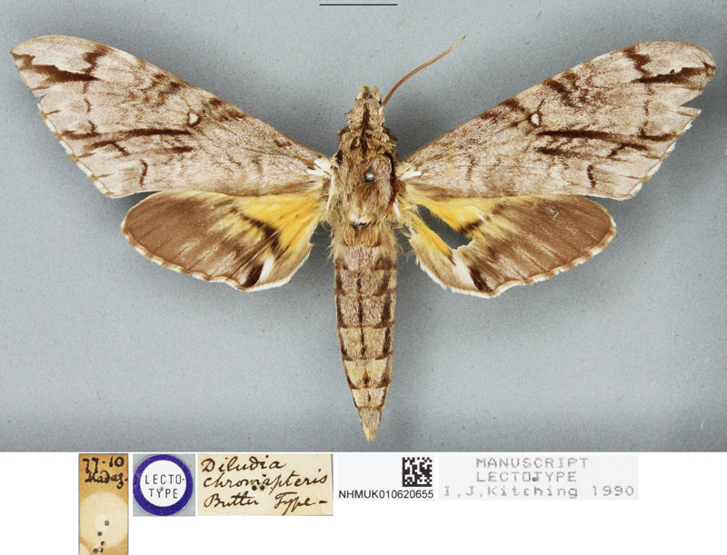 /filer/webapps/moths/media/images/C/chromapteris_Diludia_LT_BMNH.jpg