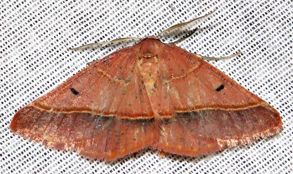 /filer/webapps/moths/media/images/C/chromatina_Drepanogynis_A_Braun_03.jpg