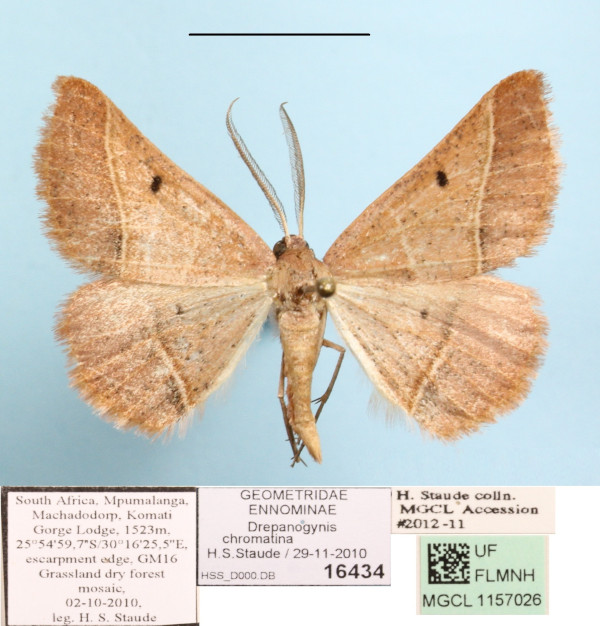 /filer/webapps/moths/media/images/C/chromatina_Drepanogynis_A_MGCLa_01.jpg