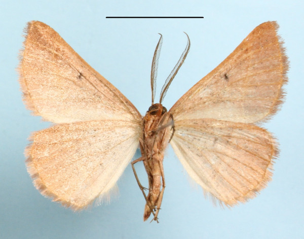 /filer/webapps/moths/media/images/C/chromatina_Drepanogynis_A_MGCLb_01.jpg