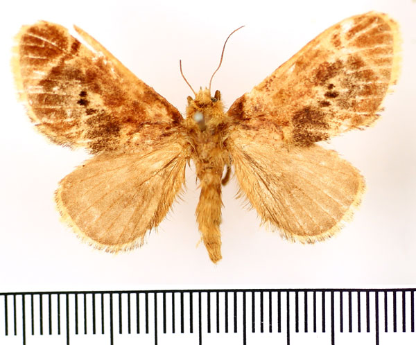 /filer/webapps/moths/media/images/C/chrostisa_Ctenolita_AM_BMNH.jpg
