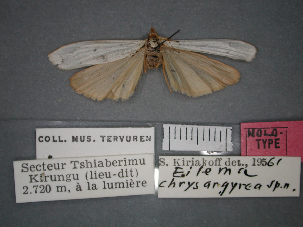 /filer/webapps/moths/media/images/C/chrysargyrea_Architosia_HT_RMCA_01.jpg