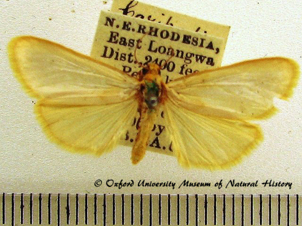 /filer/webapps/moths/media/images/C/chrysargyria_Aglossosia_A_OUMNH_01.jpg