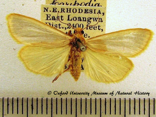 /filer/webapps/moths/media/images/C/chrysargyria_Aglossosia_A_OUMNH_02.jpg