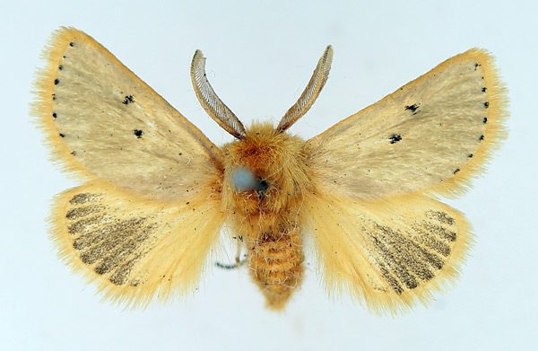 /filer/webapps/moths/media/images/C/chrysaspis_Natada_AM_TMSA_01.jpg