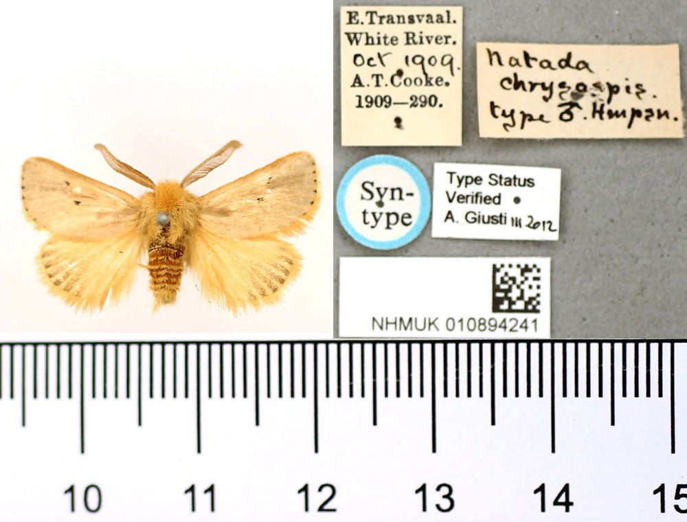 /filer/webapps/moths/media/images/C/chrysaspis_Natada_ST_BMNH_02.jpg