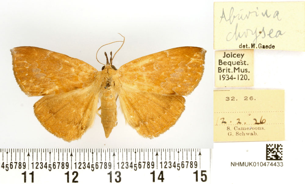 /filer/webapps/moths/media/images/C/chrysea_Aburina_HT_BMNH.jpg