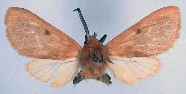 /filer/webapps/moths/media/images/C/chryseis_Metarctia_HT_ZSM_01.jpg