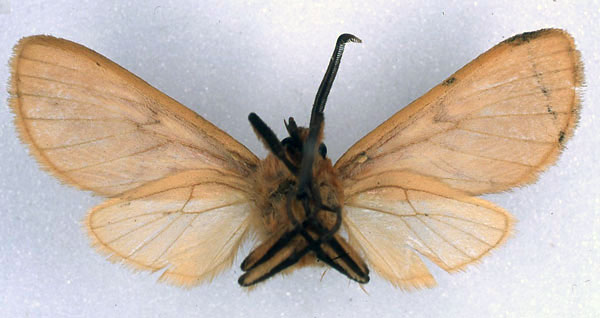 /filer/webapps/moths/media/images/C/chryseis_Metarctia_HT_ZSM_02.jpg