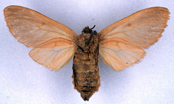 /filer/webapps/moths/media/images/C/chryseis_Metarctia_NAT_ZSM_02.jpg