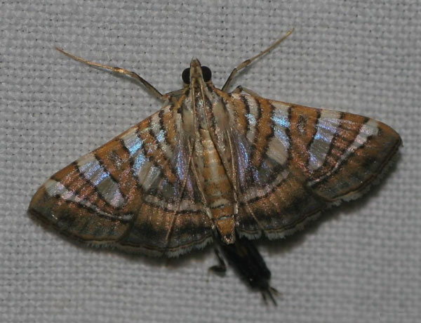 /filer/webapps/moths/media/images/C/chrysialis_Glyphodes_A_Jorpeland.jpg