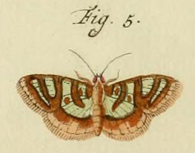 /filer/webapps/moths/media/images/C/chrysialis_Glyphodes_Stoll_27_5.jpg