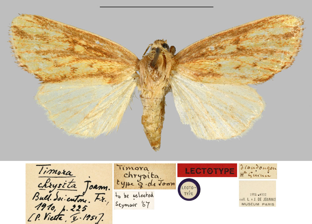 /filer/webapps/moths/media/images/C/chrysita_Timora_LTF_MNHNa.jpg
