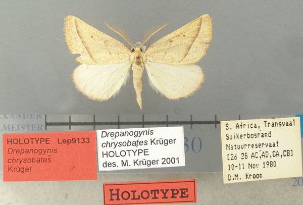 /filer/webapps/moths/media/images/C/chrysobates_Drepanogynis_HT_TMSA.jpg