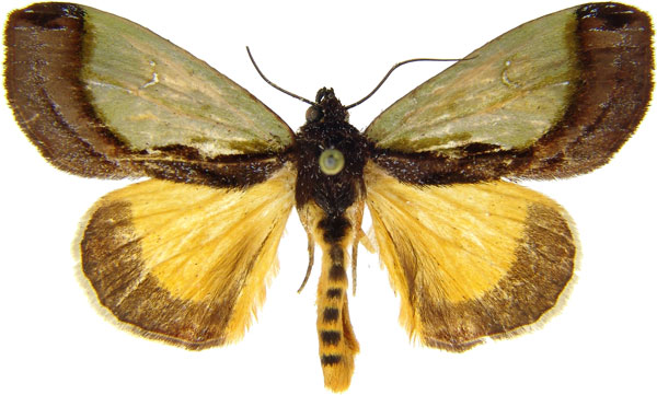/filer/webapps/moths/media/images/C/chrysochlora_Tuerta_AM_MCJM.jpg