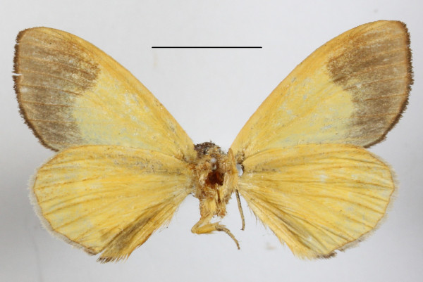 /filer/webapps/moths/media/images/C/chrysochlora_Tuerta_A_MGCLb_01.JPG