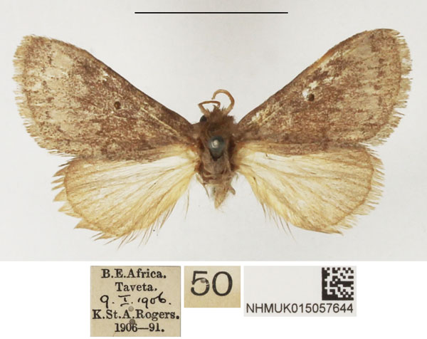/filer/webapps/moths/media/images/C/chrysogramma_Dasychirinula_AM_NHMUK.jpg