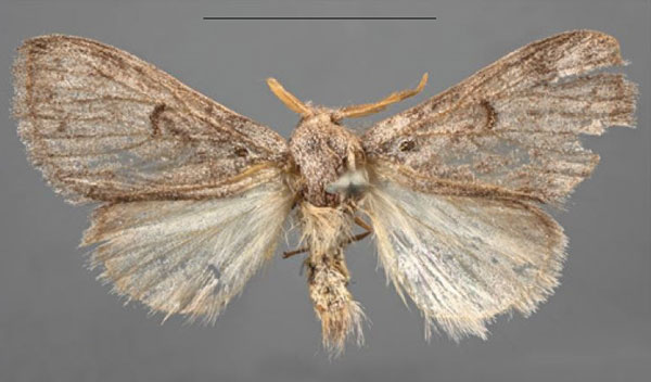 /filer/webapps/moths/media/images/C/chrysogramma_Dasychirinula_LT_MfN.jpg