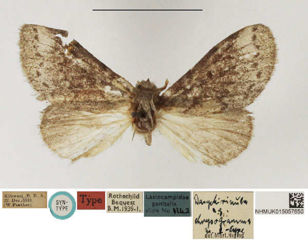 /filer/webapps/moths/media/images/C/chrysogramma_Dasychirinula_PLTF_NHMUK.jpg