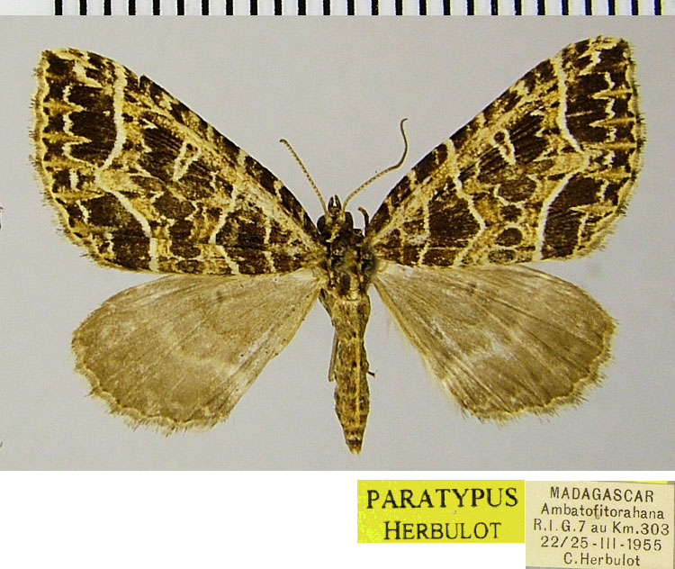 /filer/webapps/moths/media/images/C/chrysographa_Parortholitha_PTF_ZSM.jpg