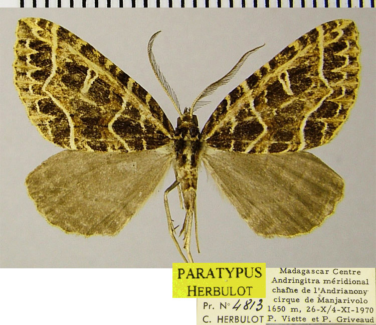/filer/webapps/moths/media/images/C/chrysographa_Parortholitha_PTM_ZSMa.jpg