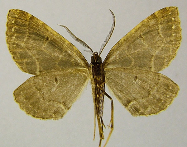 /filer/webapps/moths/media/images/C/chrysographa_Parortholitha_PTM_ZSMb.jpg